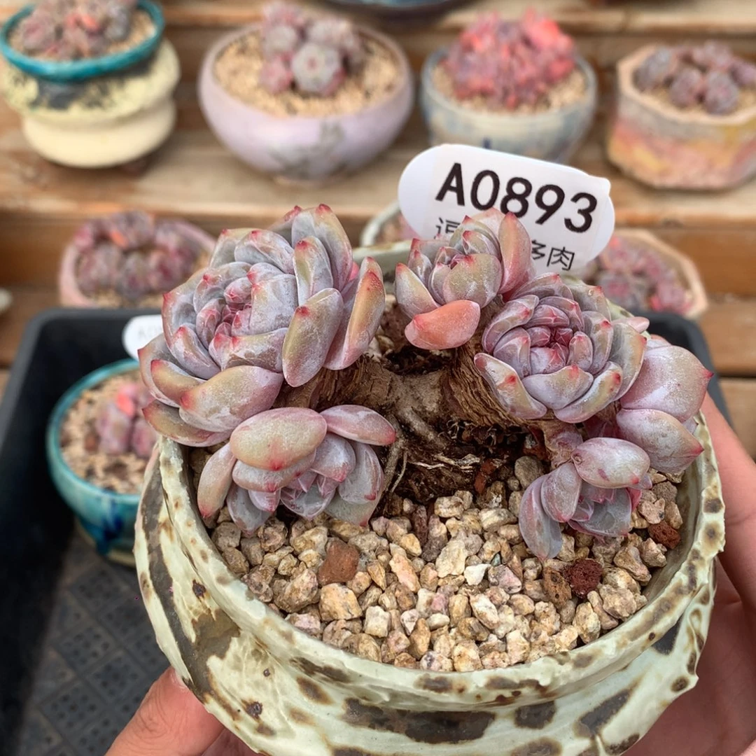 A0893 星影老桩粗腿 无砍 10cm