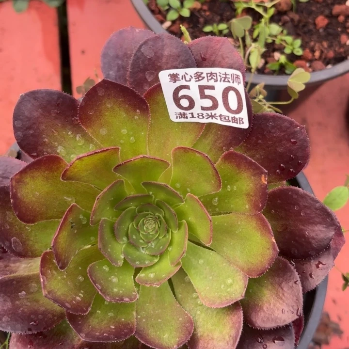 650轮回掌心多肉法师锦不包侧枝断