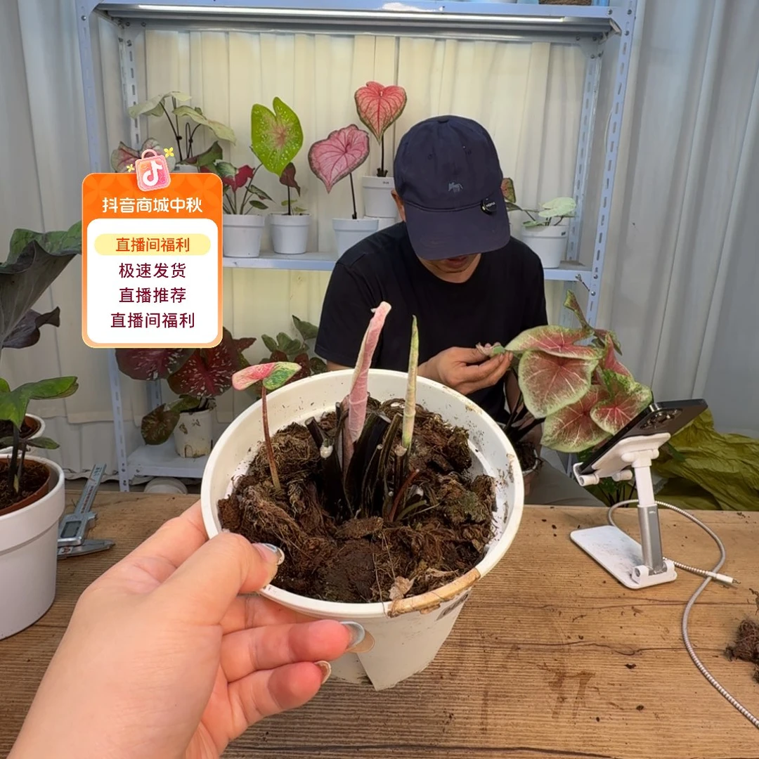 无花朵水蜜桃    0495