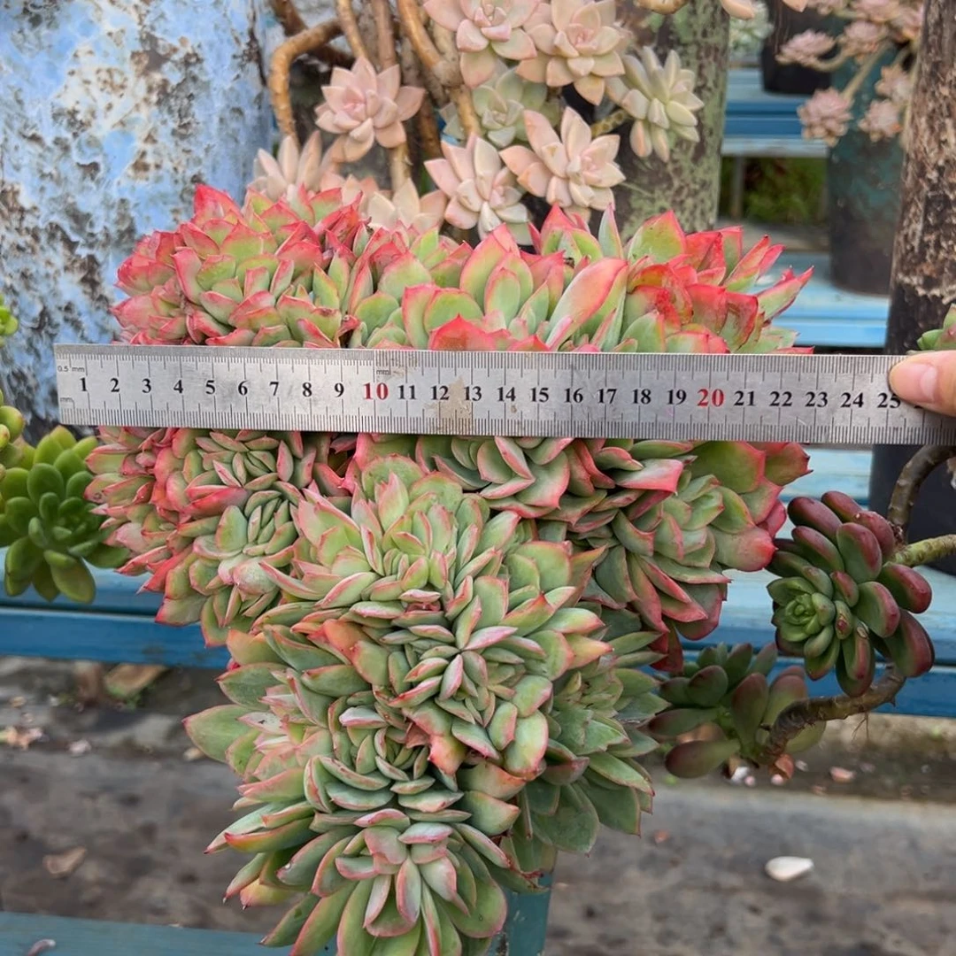 露养老桩脱土裸根绮罗缀