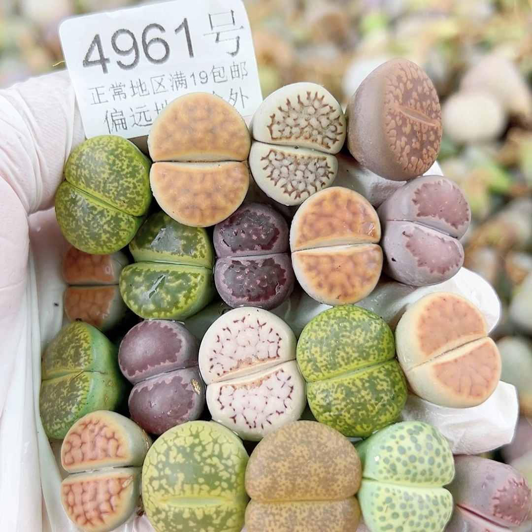 4961 好养易活生石花大母本19个