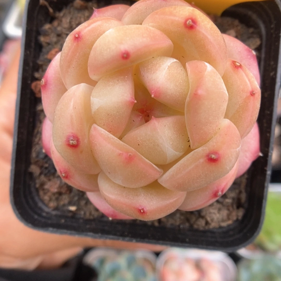 白雪珍妮可拍998号