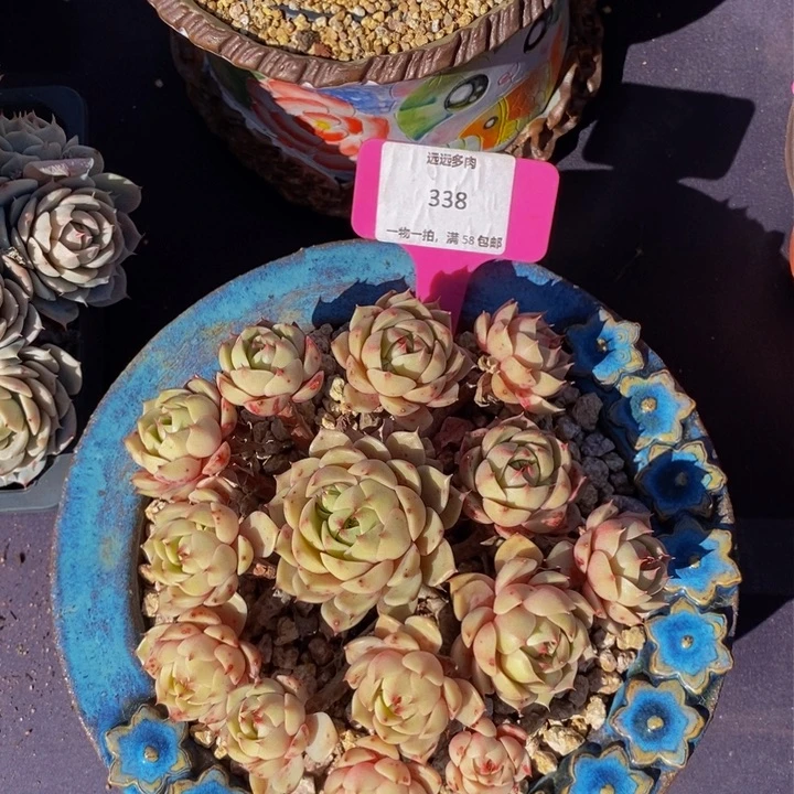 338笨吧肉肉肉肉肉肉