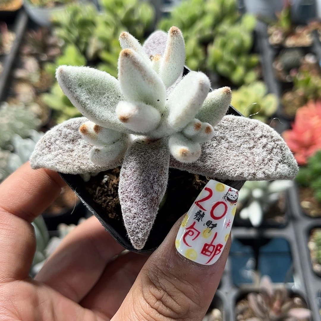 福兔耳单头发货有根发货