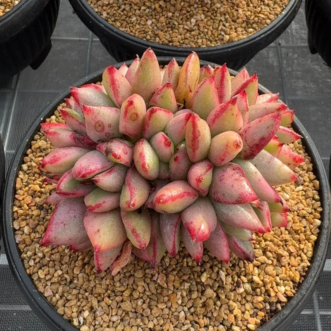 从前慢花园精选玛丽亚锦缀化