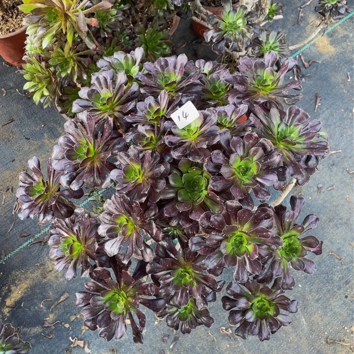 圆叶老师一个14号