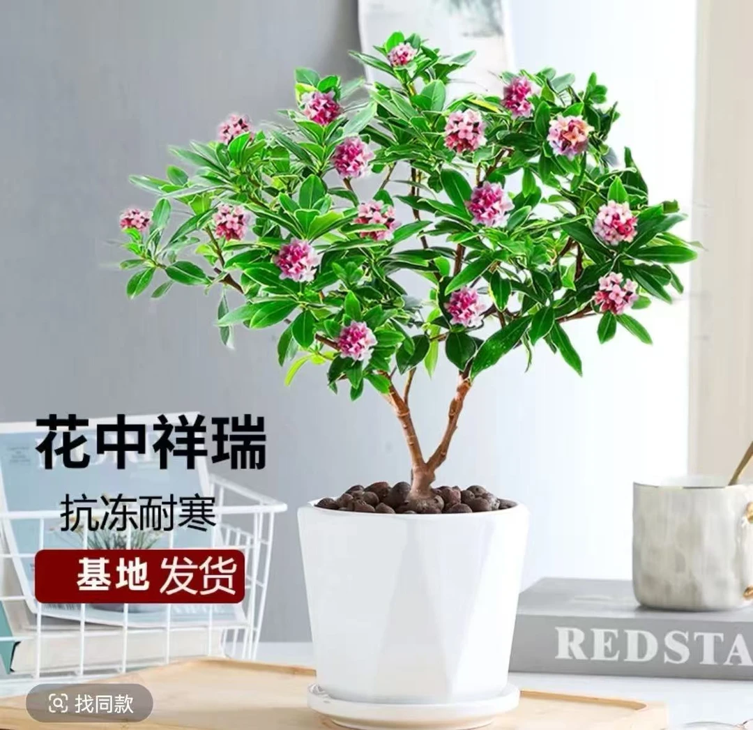浓香型带花苞金边瑞香耐寒盆栽室内观花四季开花植物