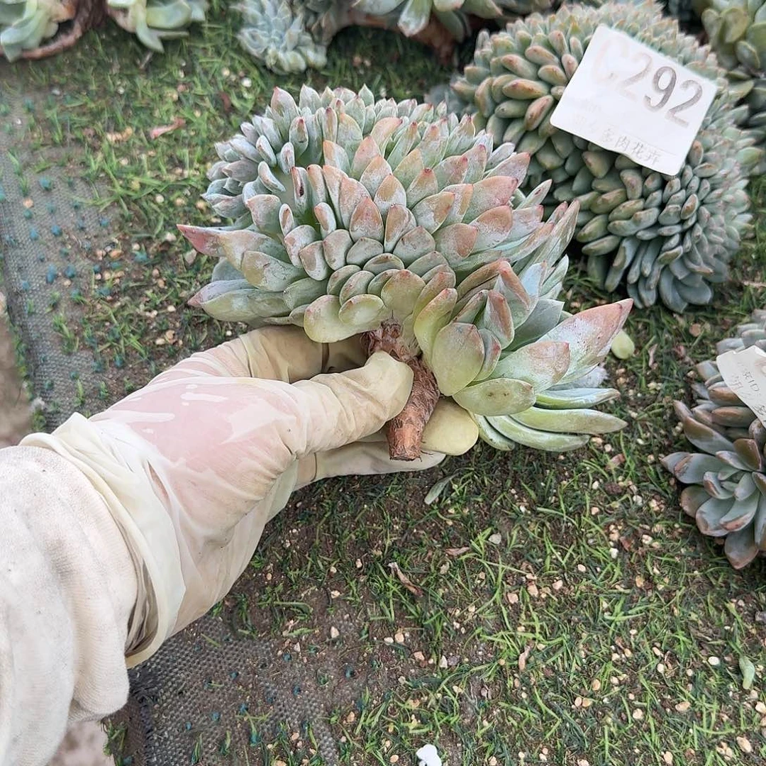 圆柱腿呀呀呀呀呀