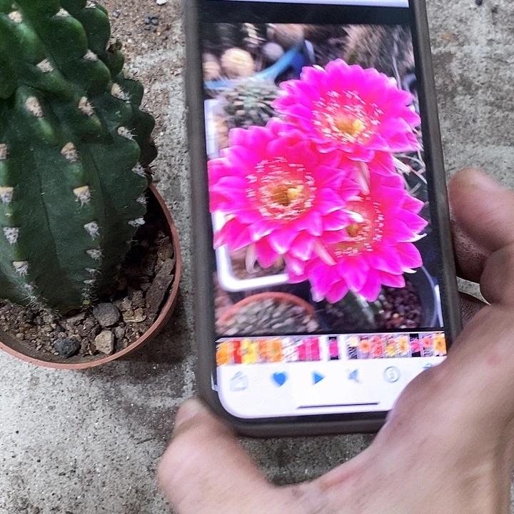 阿尔特娜丽花，358900