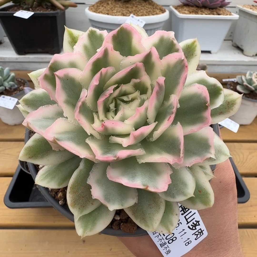 紫蝴蝶锦111118-208