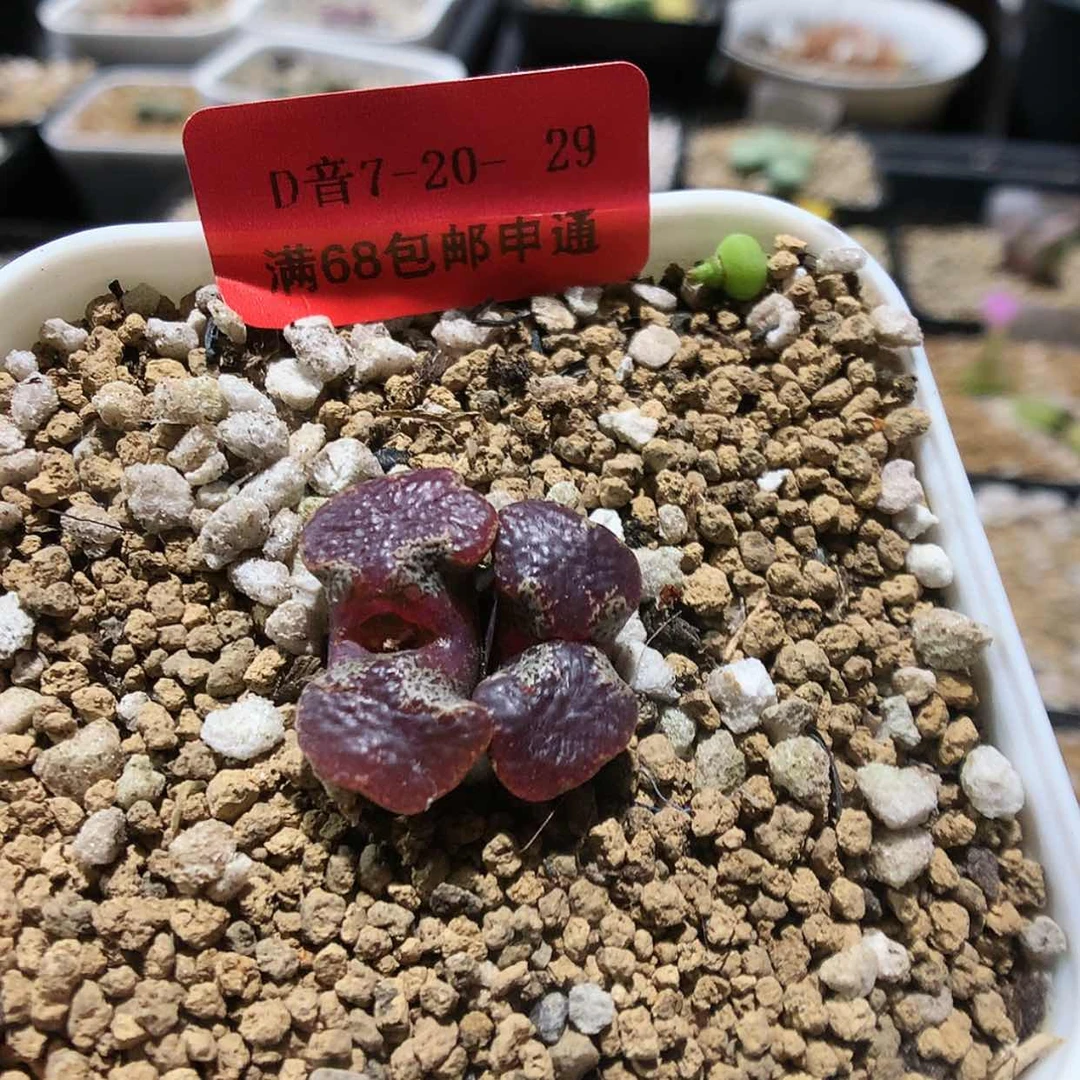 【闪购商品】7-20-29 大窗勋章 150