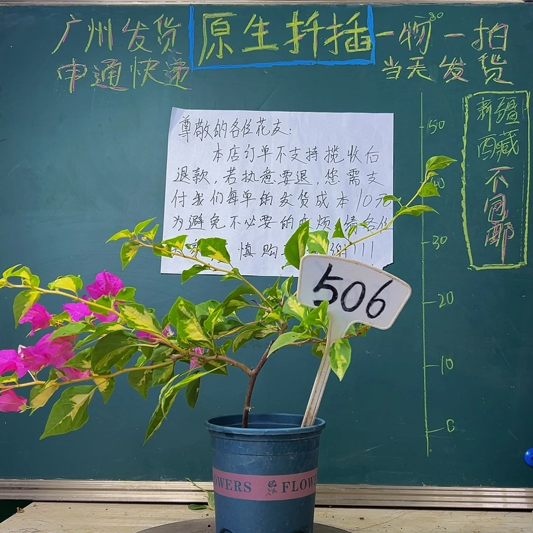 当前无花栽培后可以开花  金心双色  506