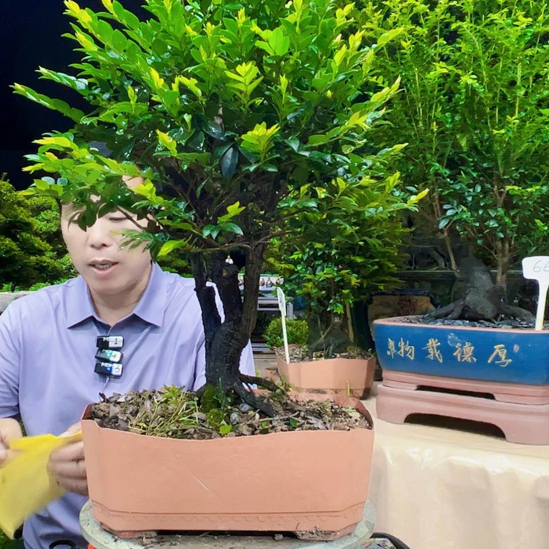 无花朵目12345678