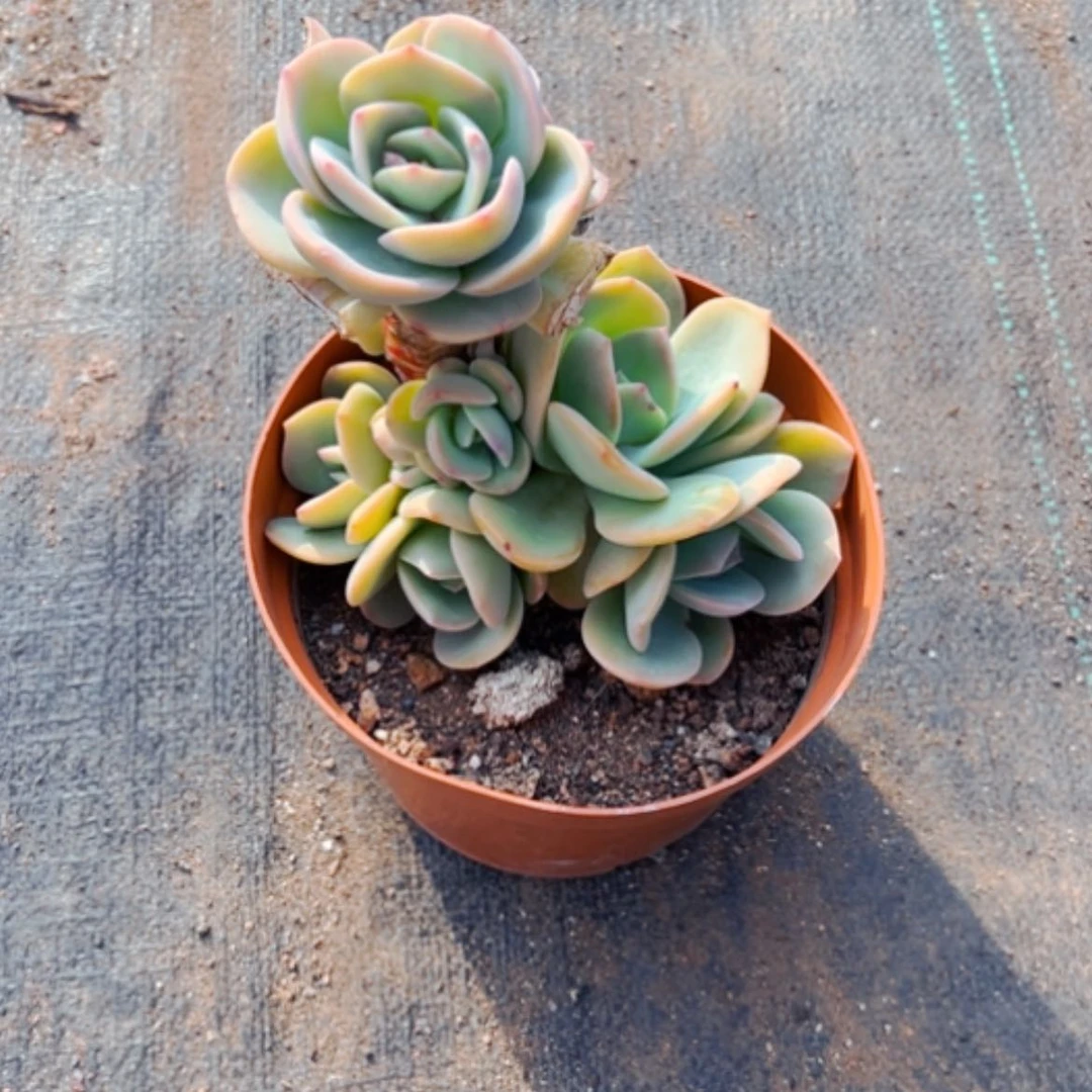 【闪购商品】S****s白凤