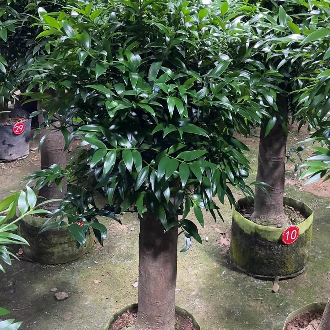 完全开放竹柏老桩一物一拍顺丰包邮