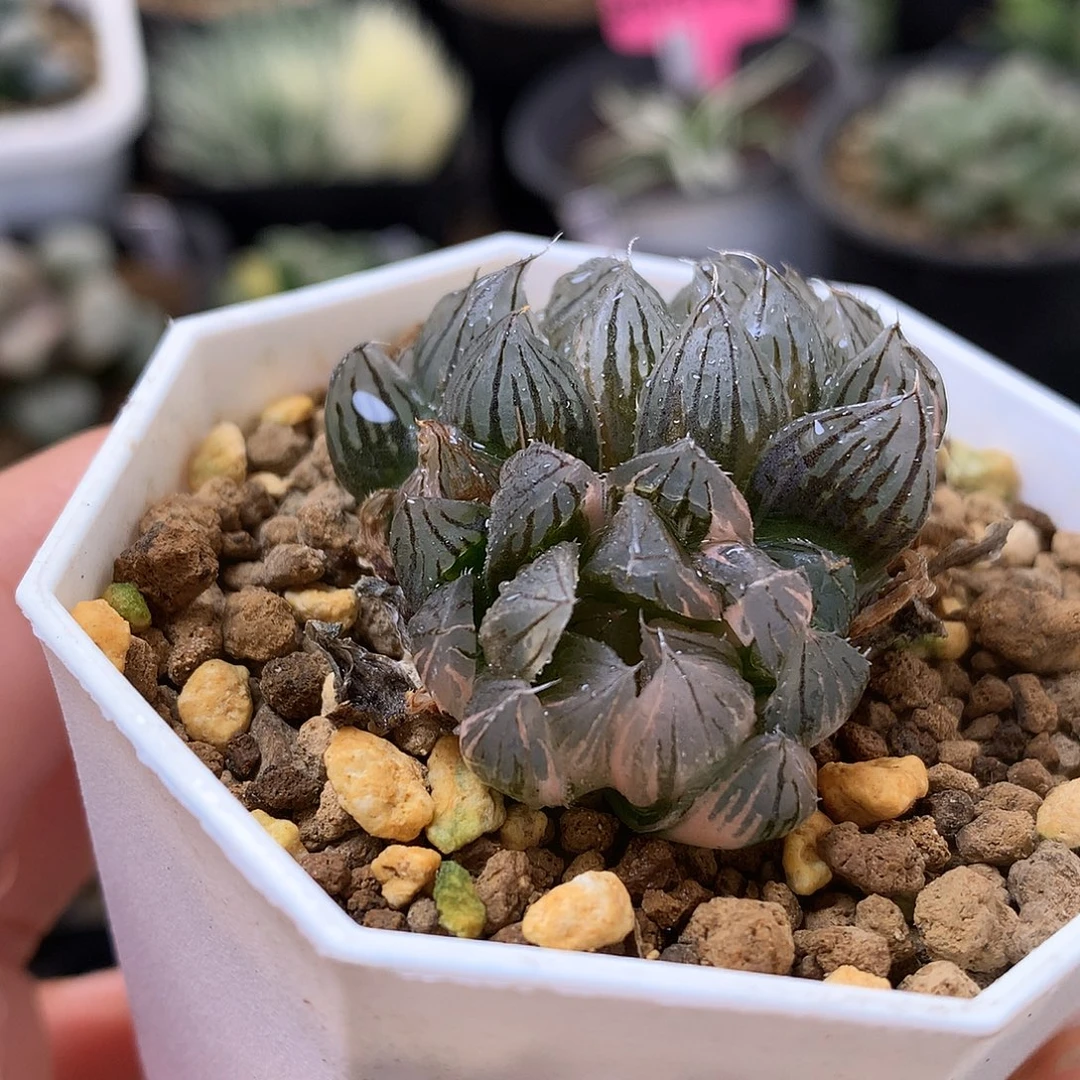 霓虹灯玉露锦带盆土发货