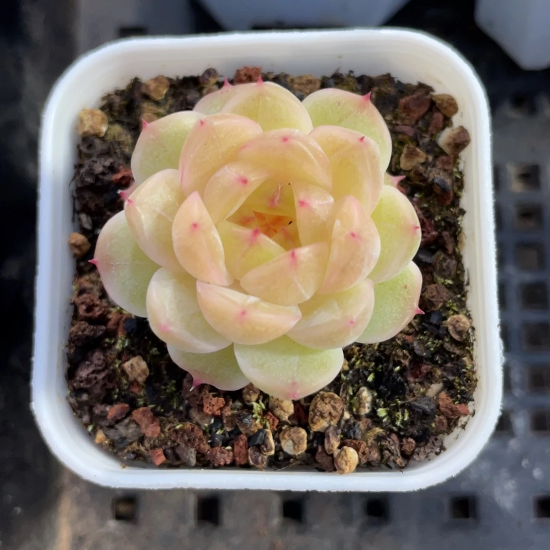 优选新品珍妮福利1998