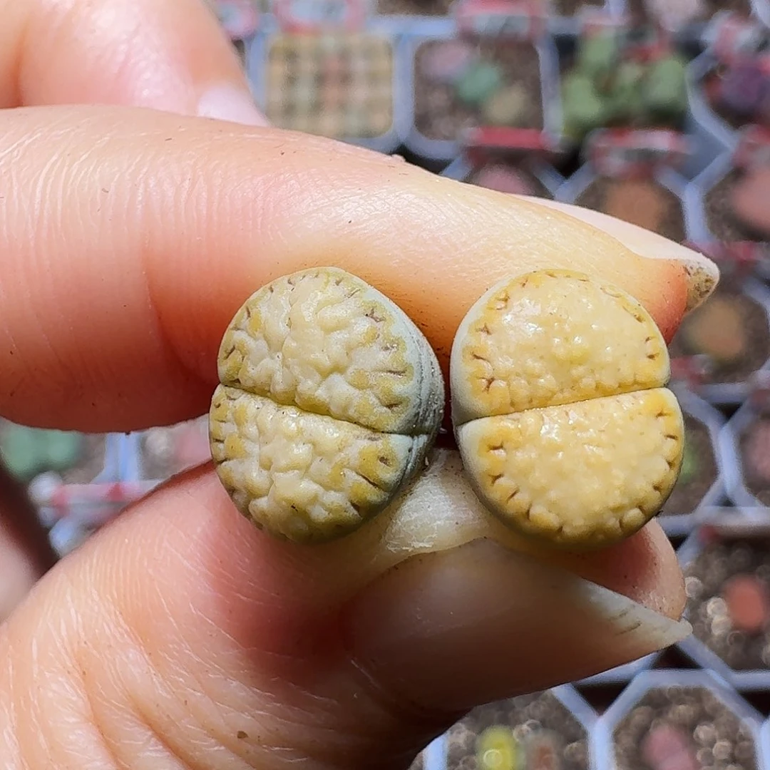 生石花23:：：。在。 63