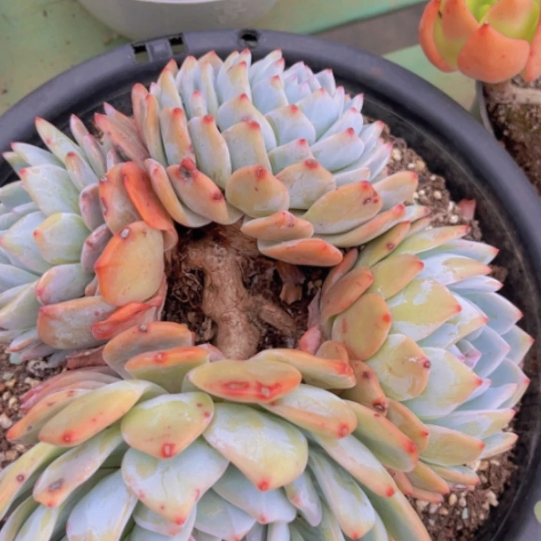 【闪购商品】橙梦露25165