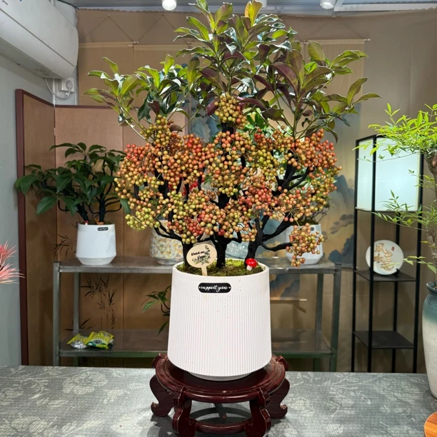 富贵籽盆栽黄金万两植物耐寒花卉室内带果绿植年宵花