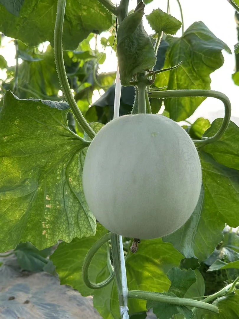 天津头茬玉菇冰淇淋甜瓜软糯香甜当季新鲜水果