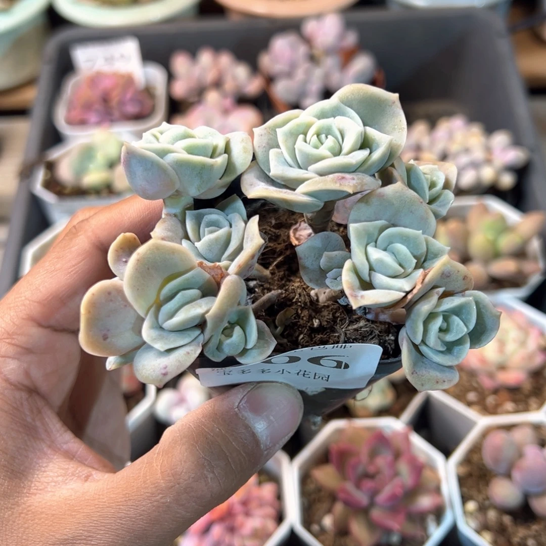 706号可爱玫瑰群不包整散一物一拍满18包邮