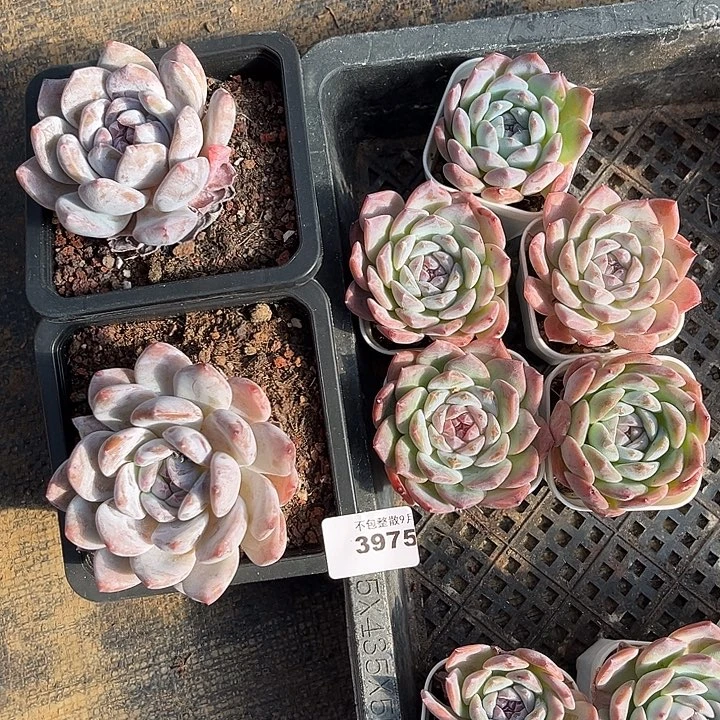 翠***花阿雅园艺。        3975