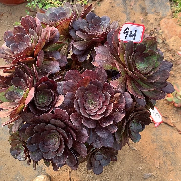 思*花月夜多肉植物921