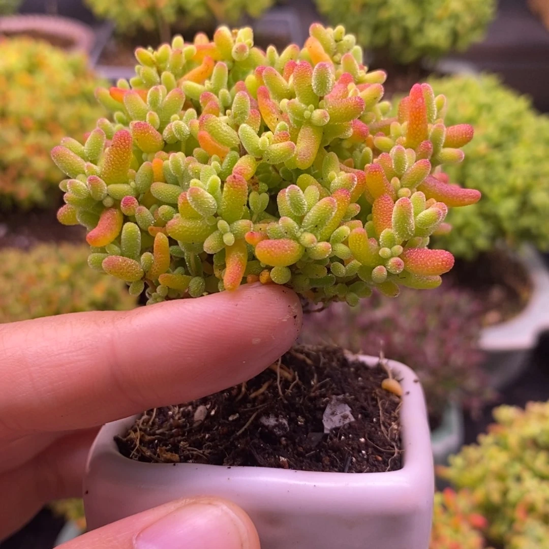 194金橘糖球带盆。