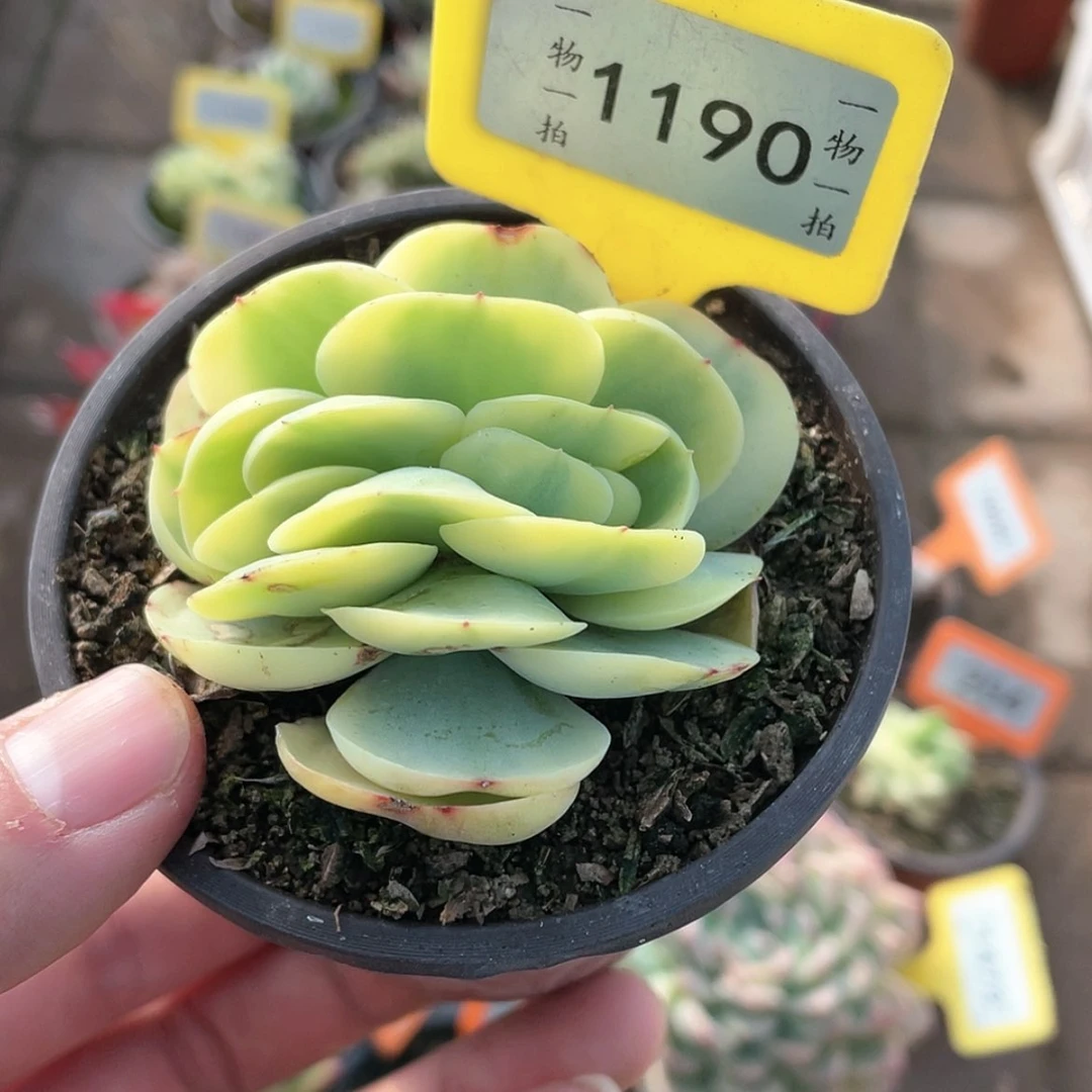 【闪购商品】?****d1190号