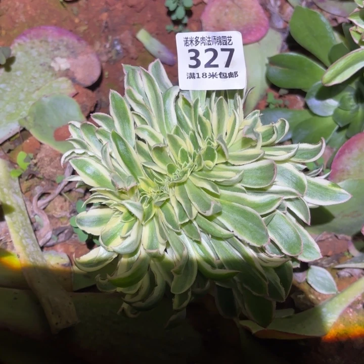 327青莲缀化诺米多肉法师锦不包侧枝断