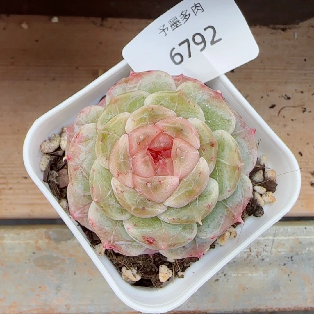 冰璃，6792多肉植物