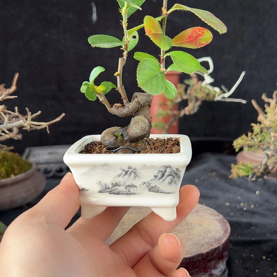 晴***雨发发发发发发发发发