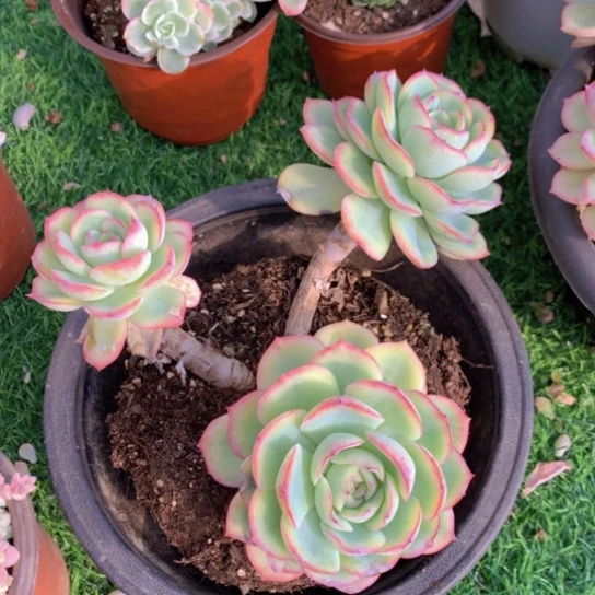 赚***肉晨露多肉65128445