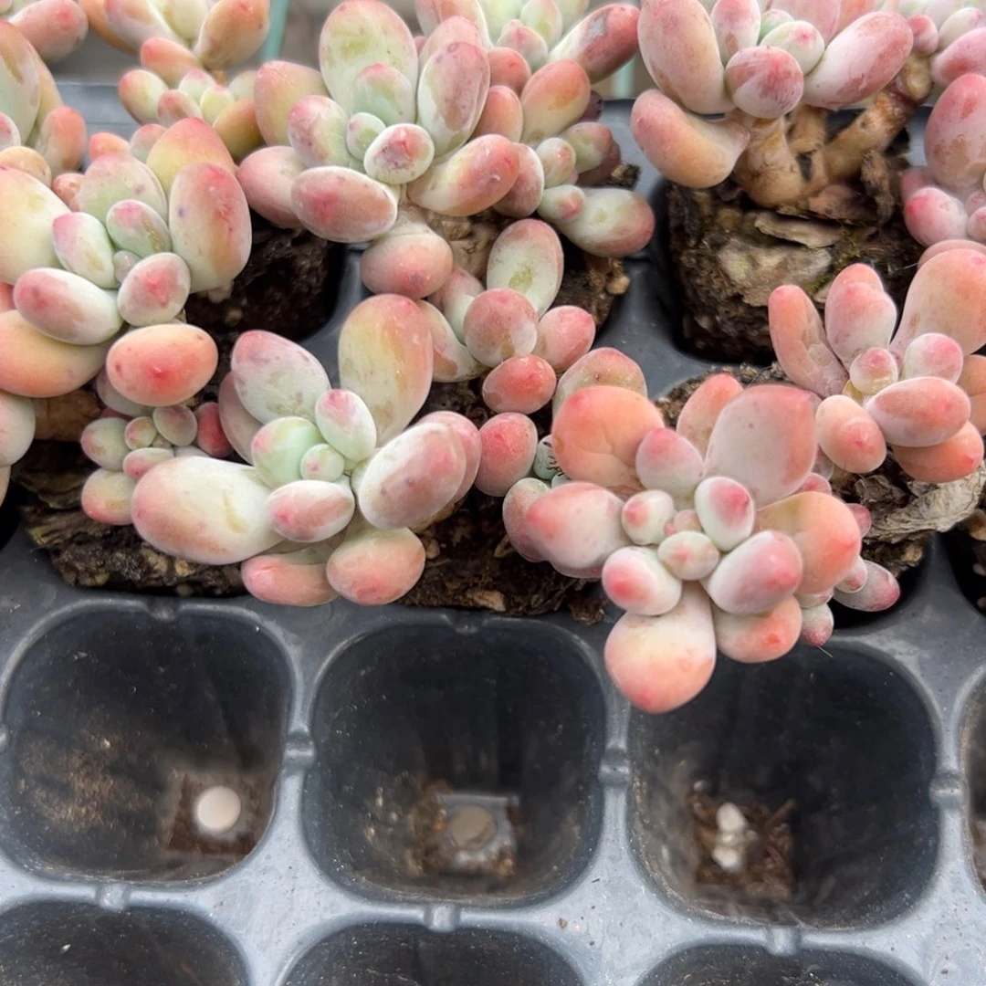 苹果奶酪群 到手1颗 大小4cm 量拍多肉