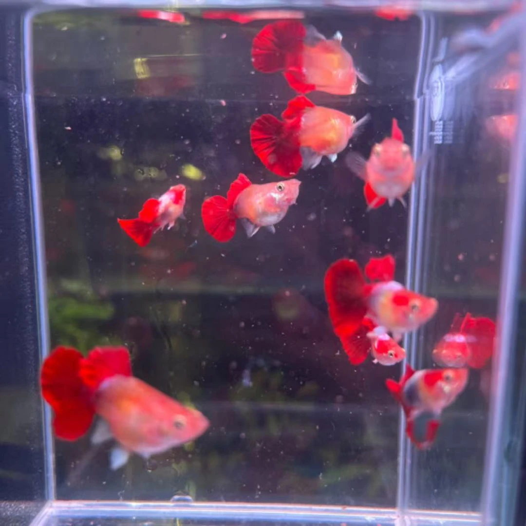 精品黄暴球体孔雀鱼小型热带淡水鱼