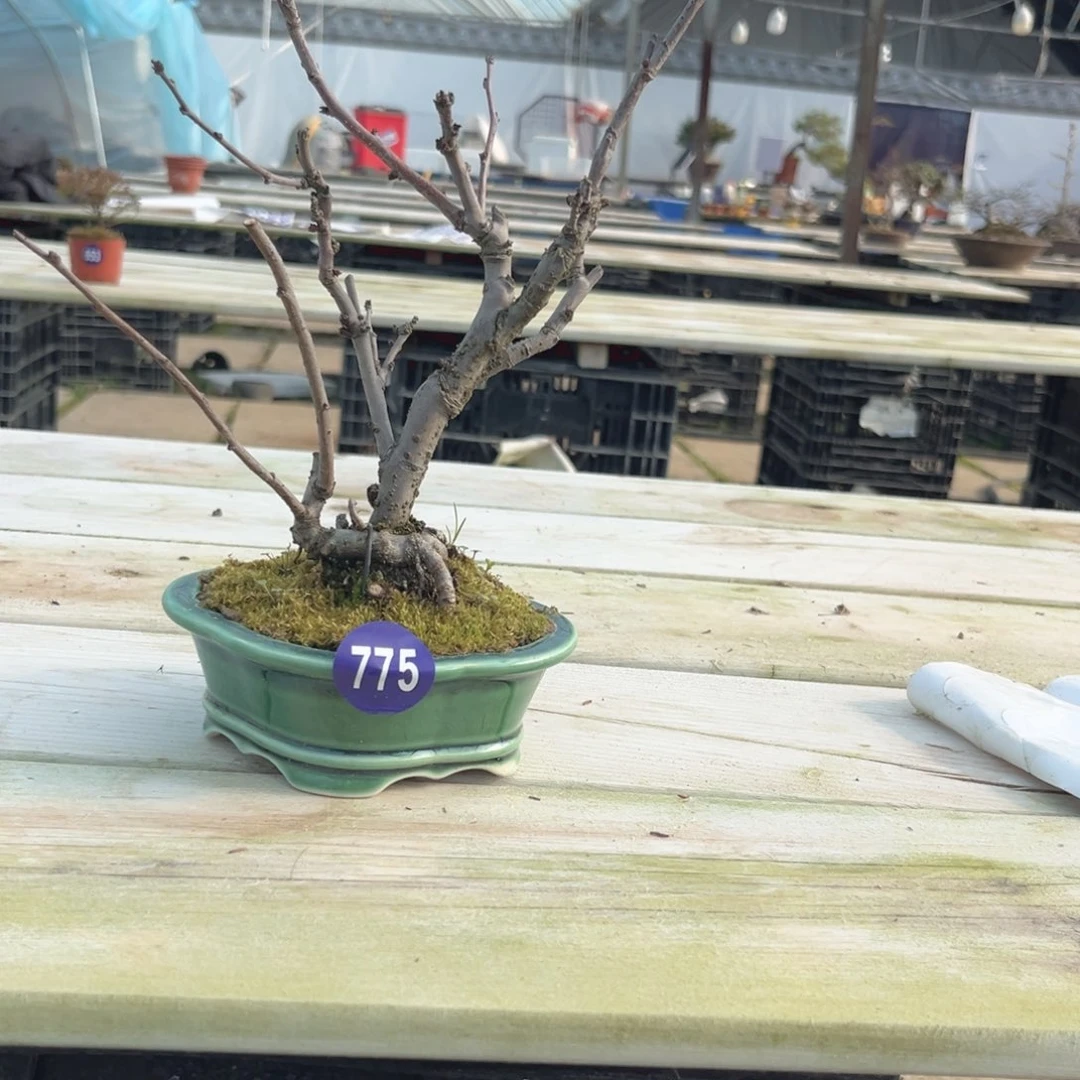 红陶迷****走红红火火过大年775