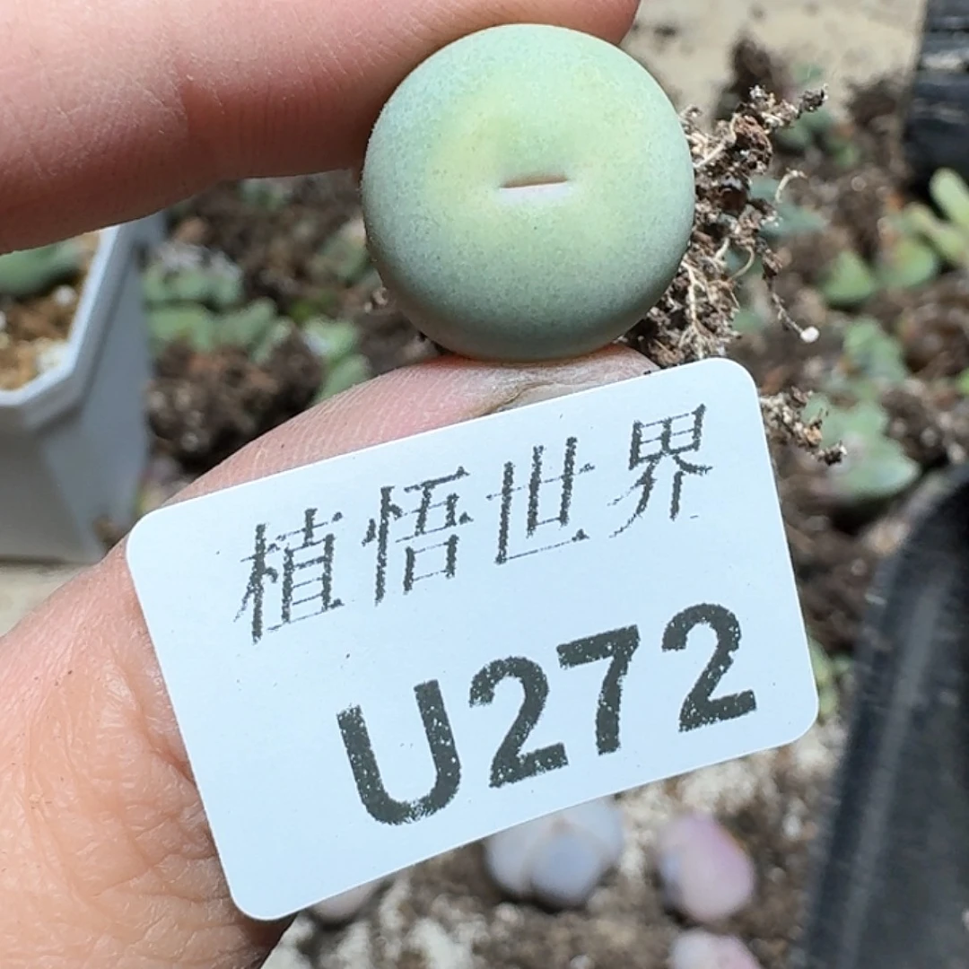 272盒多肉植物哇c f