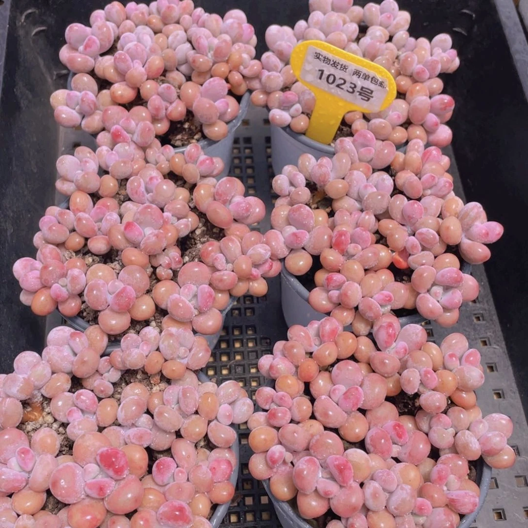1023号 开播福利 丸叶水光针粉桃蛋老桩组合满满一盆