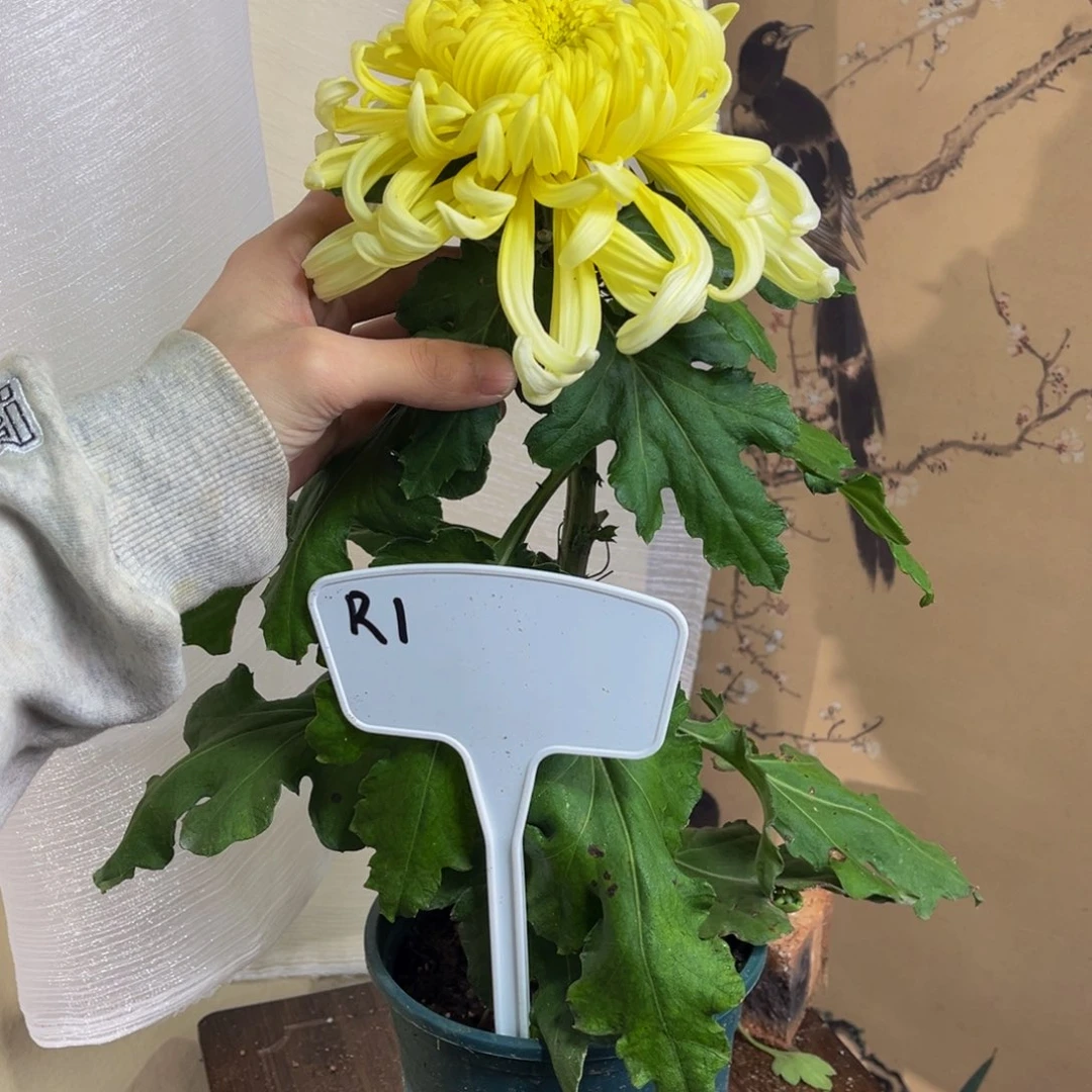 无花朵R1111111111111