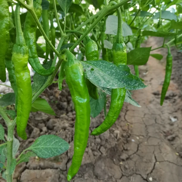 新鲜牛角椒软香薄皮香辣下饭新鲜辣椒皮薄现摘现发产地直发