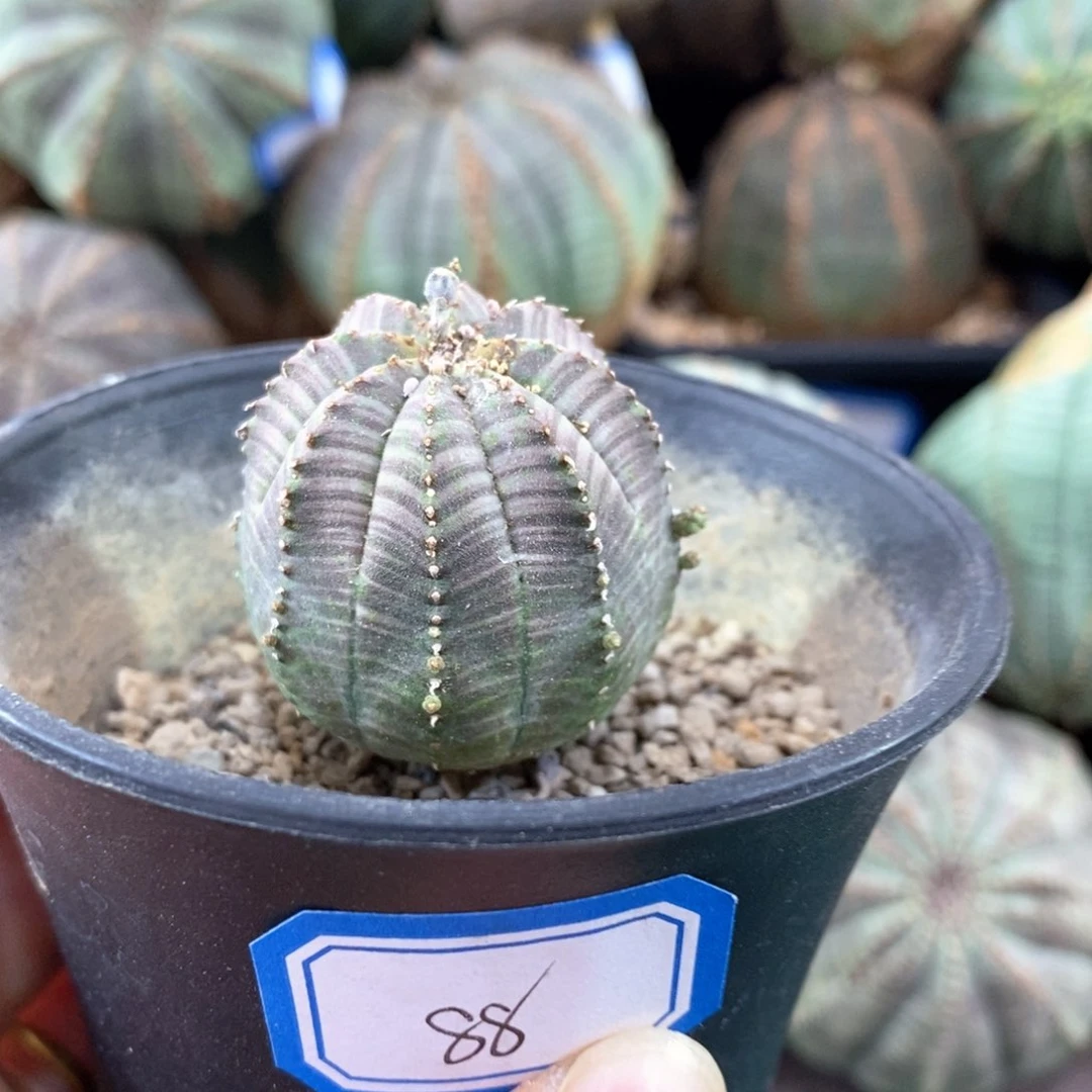 欧系实生布纹球一物一拍