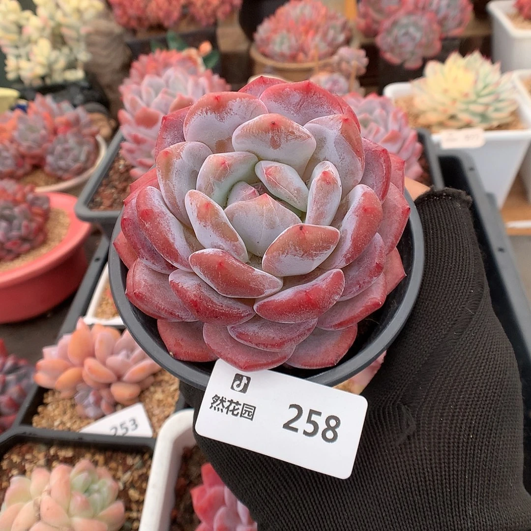 258粉星影多肉植物66666