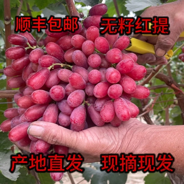 大凉山现摘现发新鲜水果脆甜无籽红提克伦生爆甜多汁应季水果