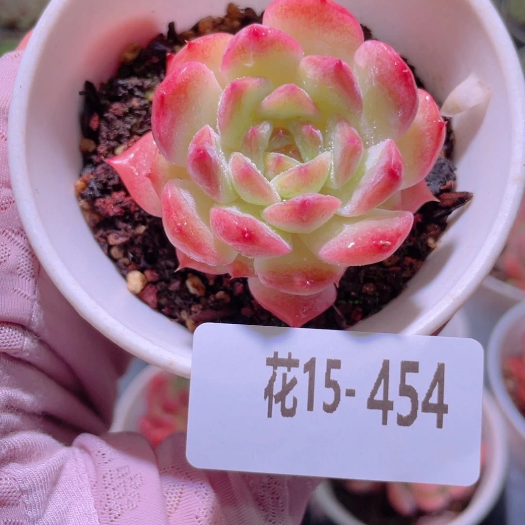 花利美15-454新品