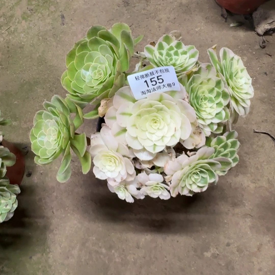 初***.155海王阴阳多肉多肉植物
