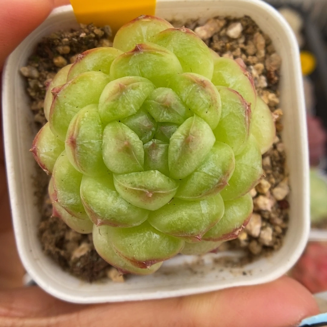 绿泡泡可拍801号。