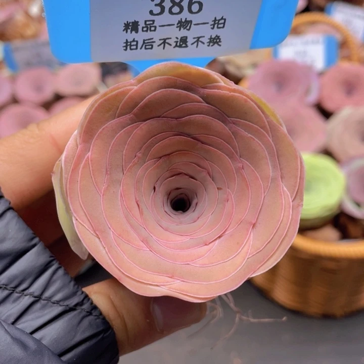 山地玫瑰286裸根发货不售后