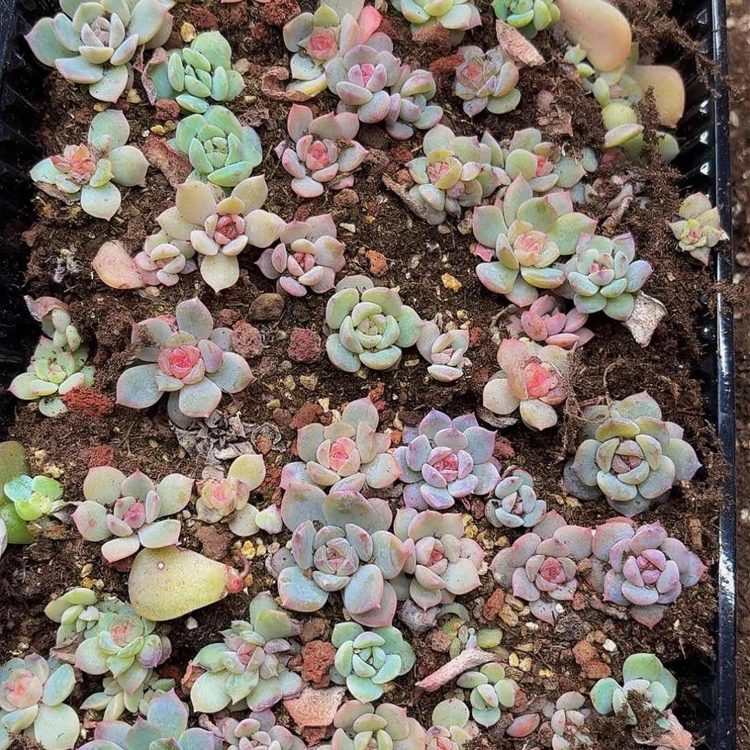 y****y多肉植物多肉植物149
