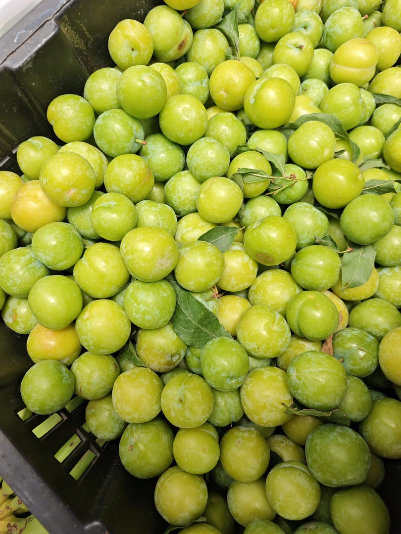 [同源南滇]云南李子